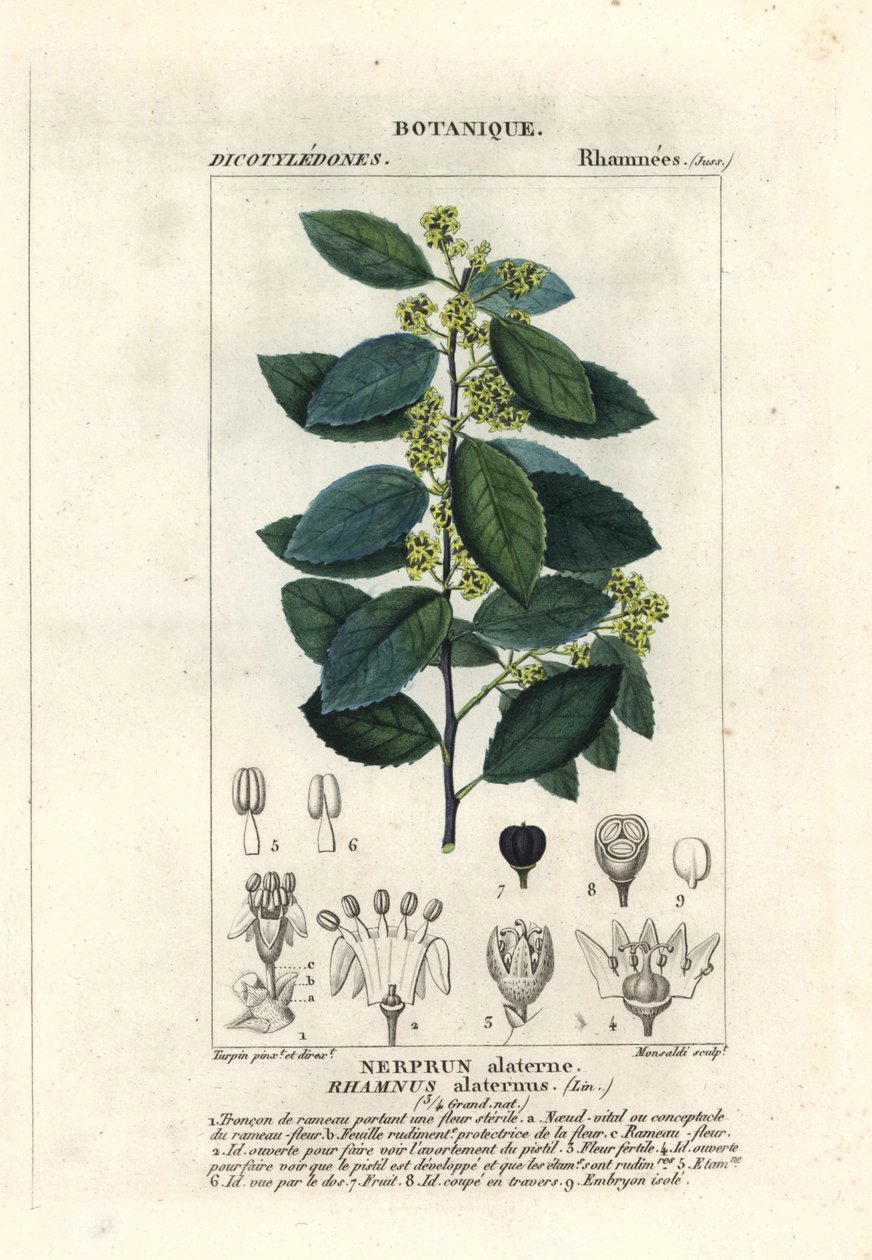 地中海沙棘 Rhamnus aternus 作者 stanghi stanghi