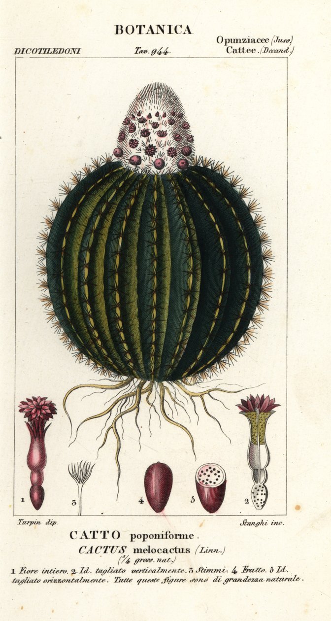瓜仙人掌，Melocactus caroli-linnaei 作者 stanghi stanghi