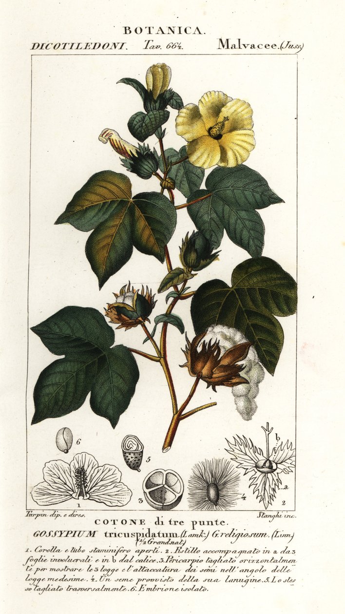 Mexican cotton, Gossypium hirsutum   1409781   zh       chinese Successfully Translated  Original: Anna Neagle Translat: Anna Neagle 1460486 zh chinese Successfully Translated Original: San Francisco museum and convent, Quito, Ecuador. Painting depicting J 作者 stanghi stanghi