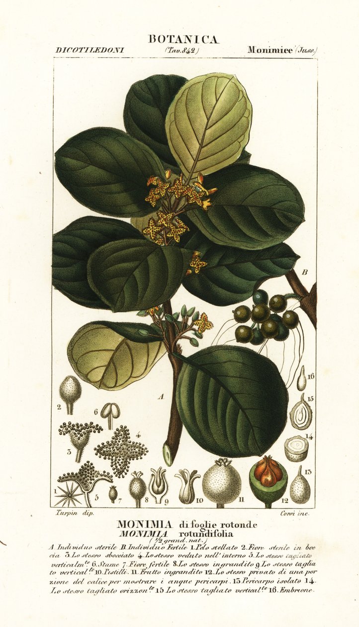 Monimia rotundifolia 作者 stanghi stanghi