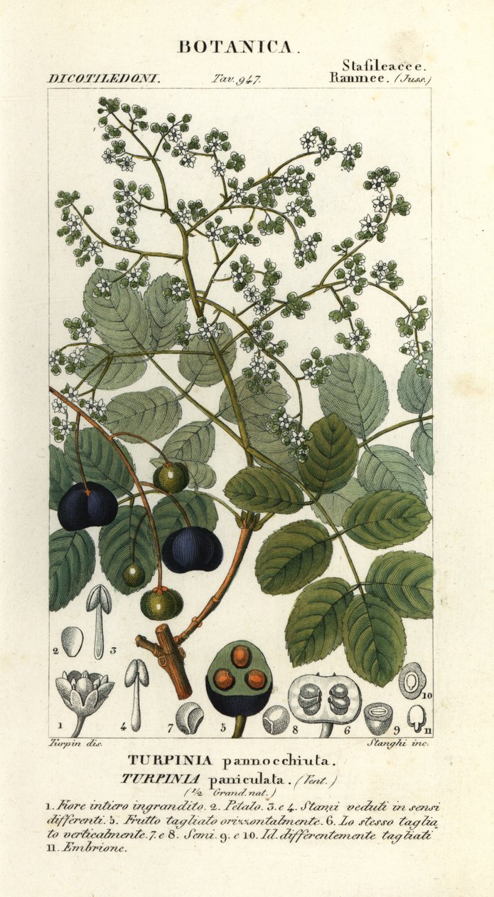 羊脂木，Turpinia occidentalis 作者 stanghi stanghi