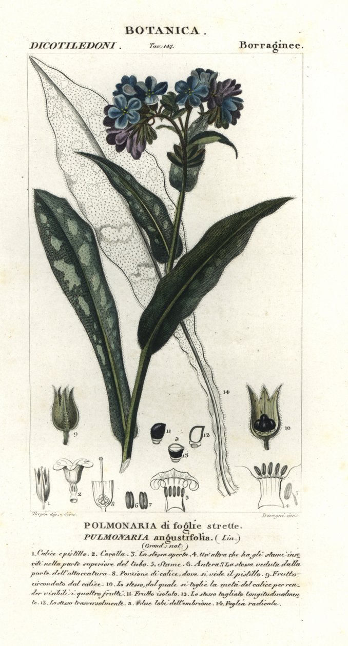 狭叶肺草，Pulmonaria angustifolia 作者 stanghi stanghi