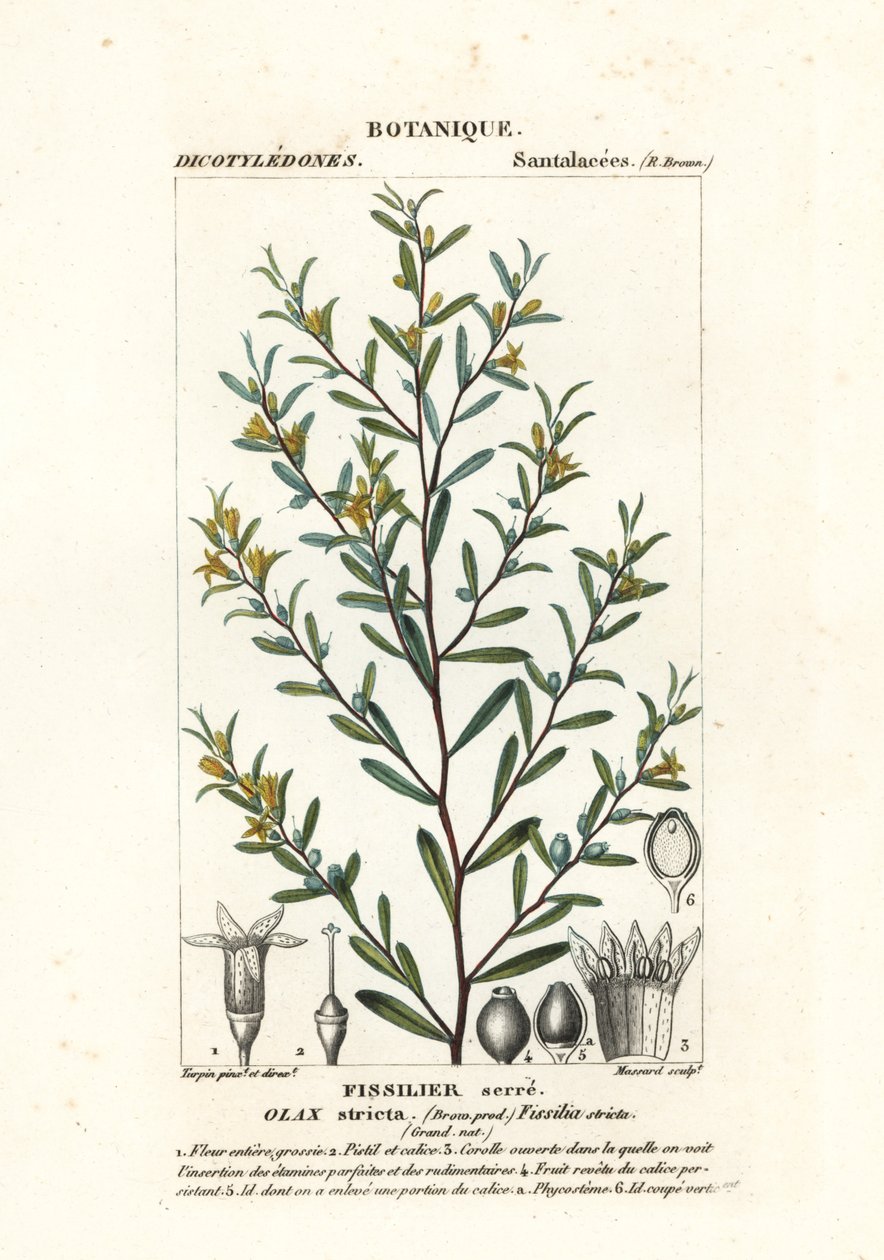 严花栎 作者 stanghi stanghi