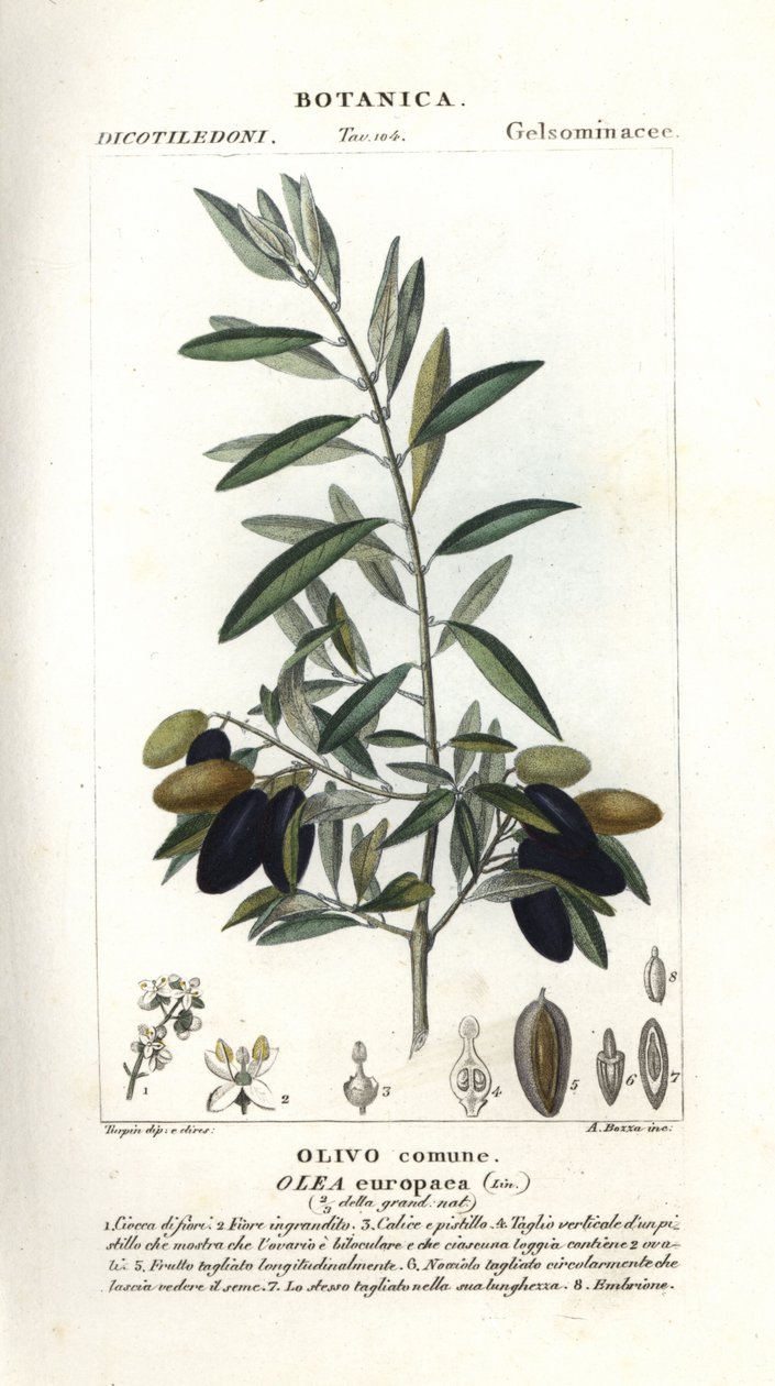 Olive tree, Olea europaea 作者 stanghi stanghi