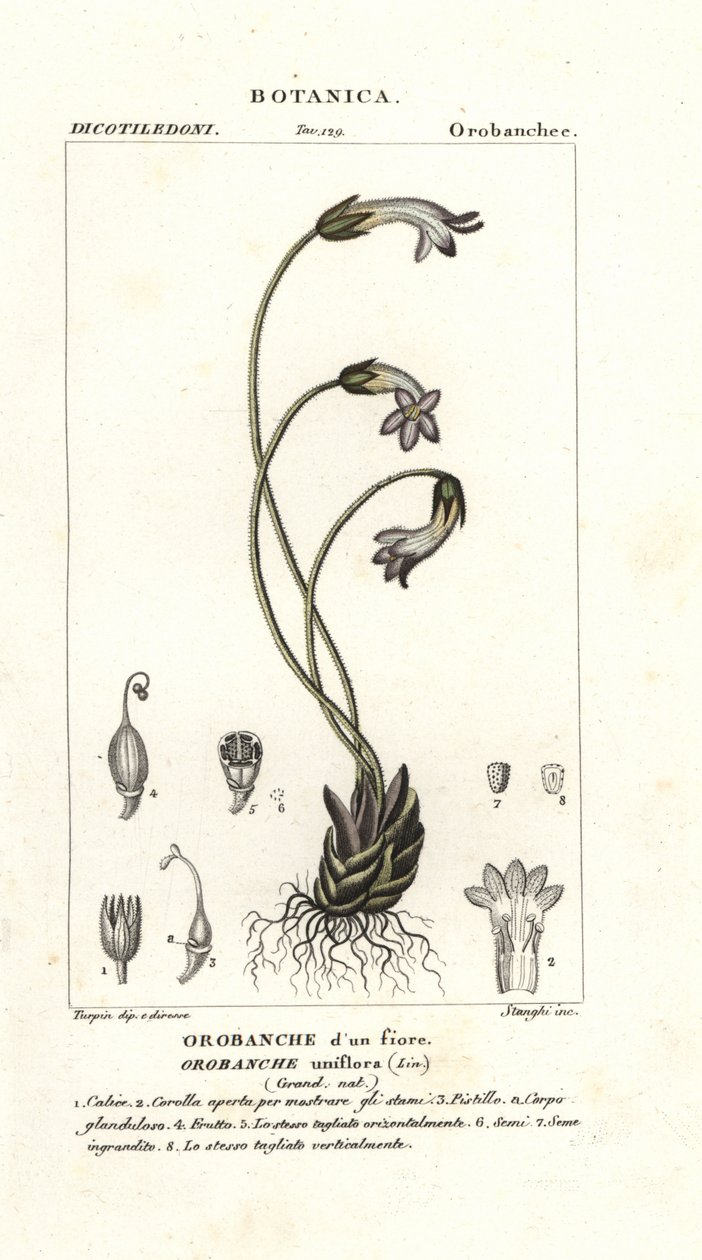 一花列当 (Orobanche uniflora) 作者 stanghi stanghi