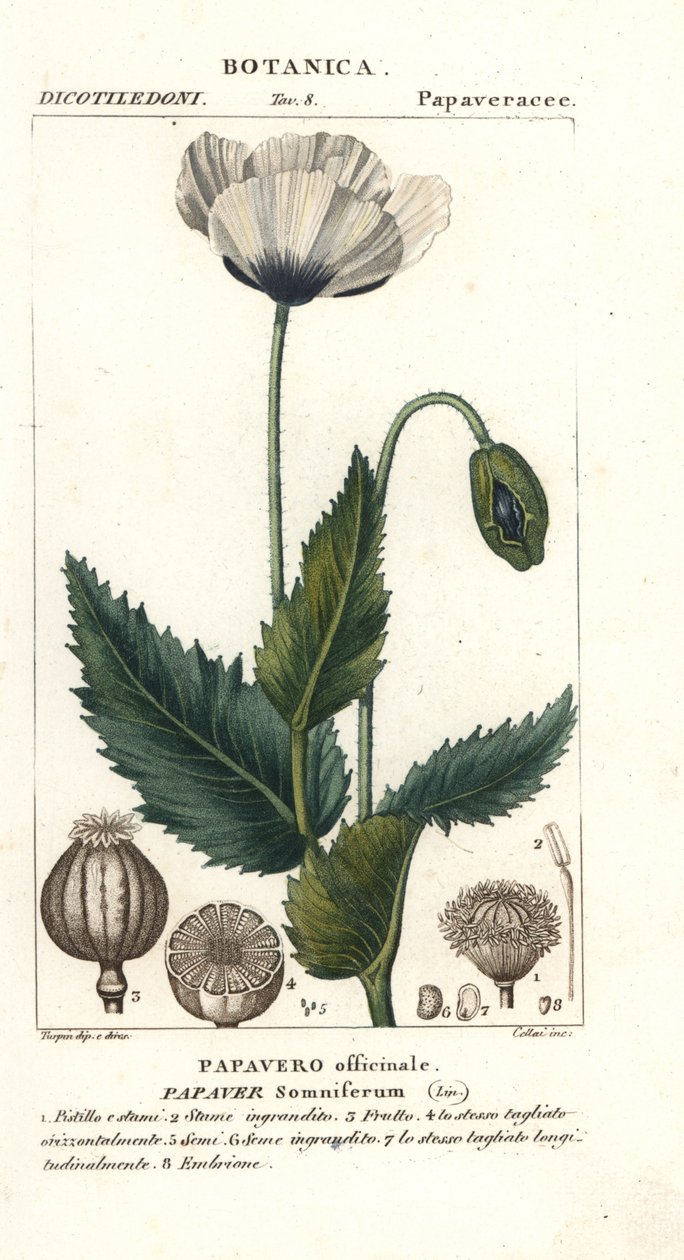 罂粟（Papaver somniferum, Papavero officinale) 作者 stanghi stanghi