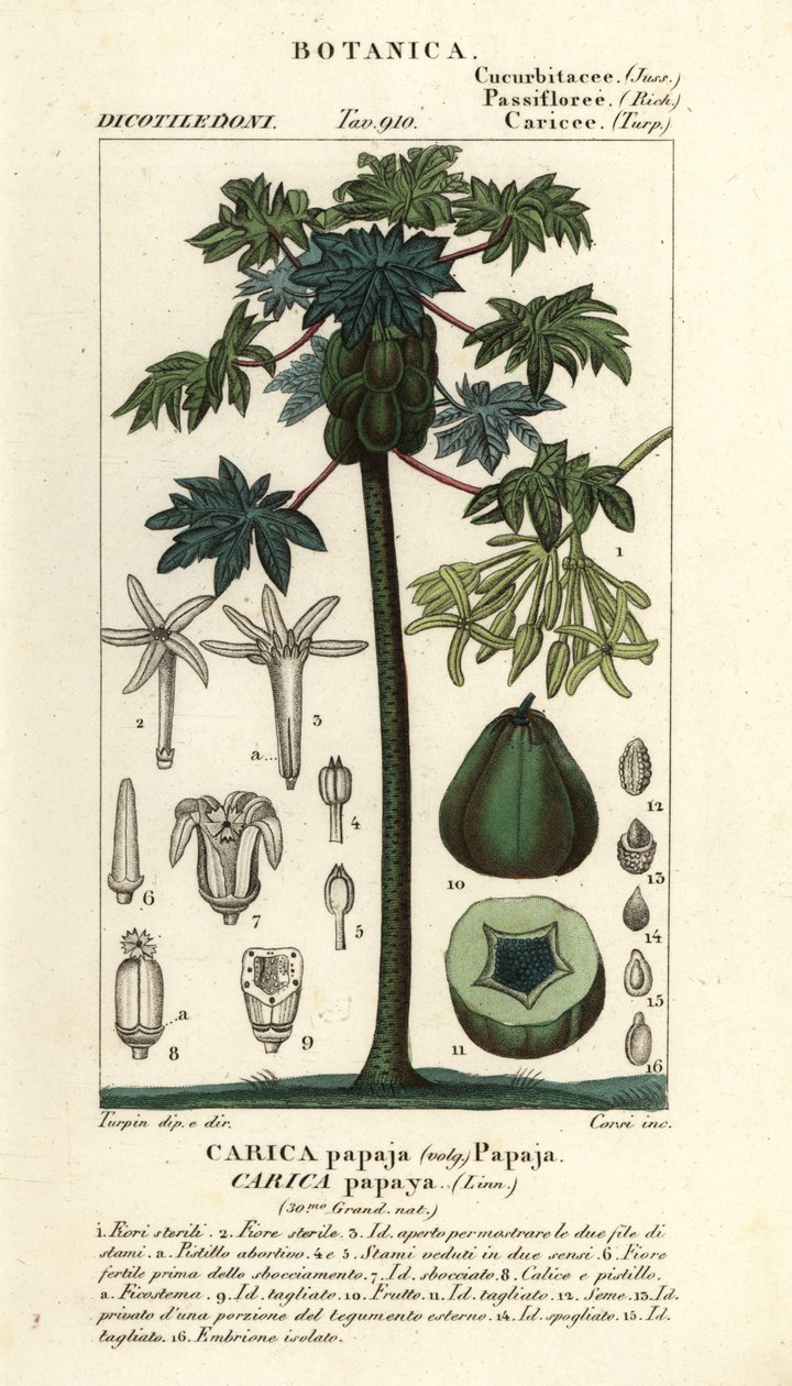 木瓜、木瓜树或木瓜果实，木瓜 Carica papaya 作者 stanghi stanghi