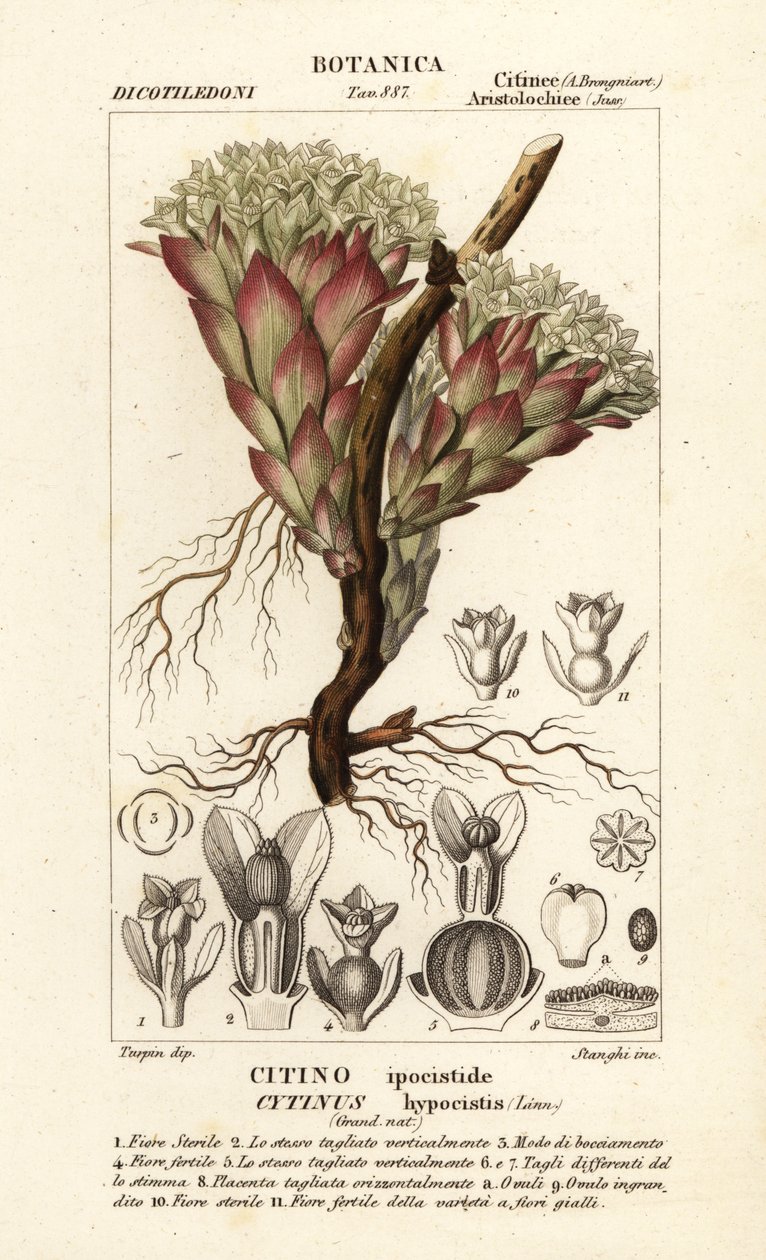寄生植物，Cytinus hypocistis 作者 stanghi stanghi