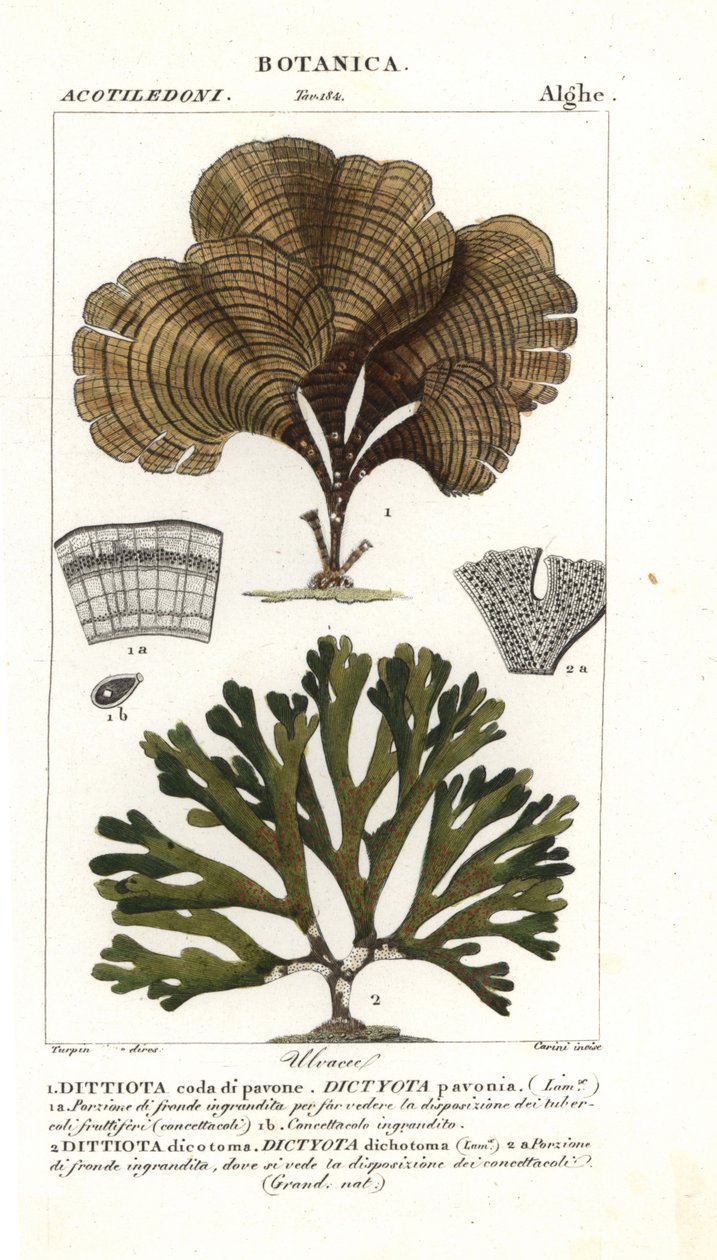 孔雀尾、Padina pavonica 1 和 Dictyota dichotoma 2 作者 stanghi stanghi