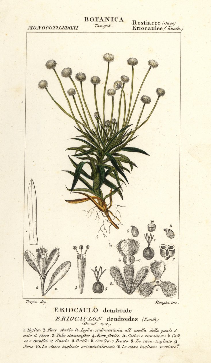 花椒草 (Piepalanthus dendroides) 作者 stanghi stanghi