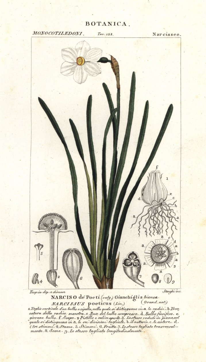 诗人的水仙花，Narcissus Poeticus 作者 stanghi stanghi