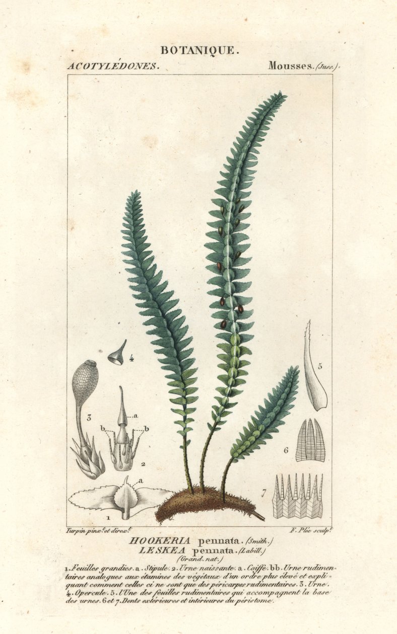 羽毛苔藓或假蕨类苔藓，Cyathophorum ballosum 作者 stanghi stanghi