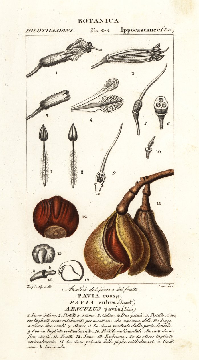 红苦楝，Aesculus pavia 作者 stanghi stanghi