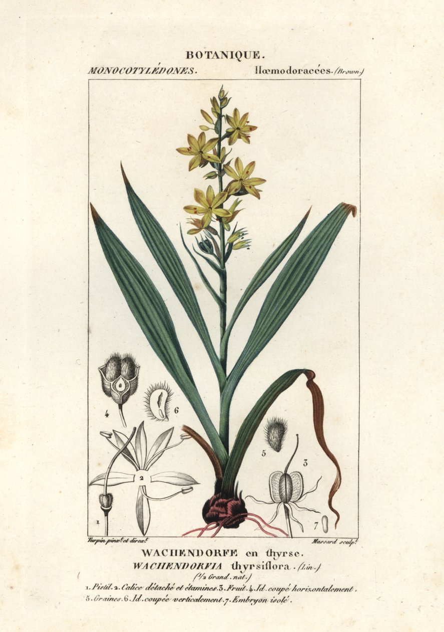 红根，Wachendorfia thyrsiflora 作者 stanghi stanghi