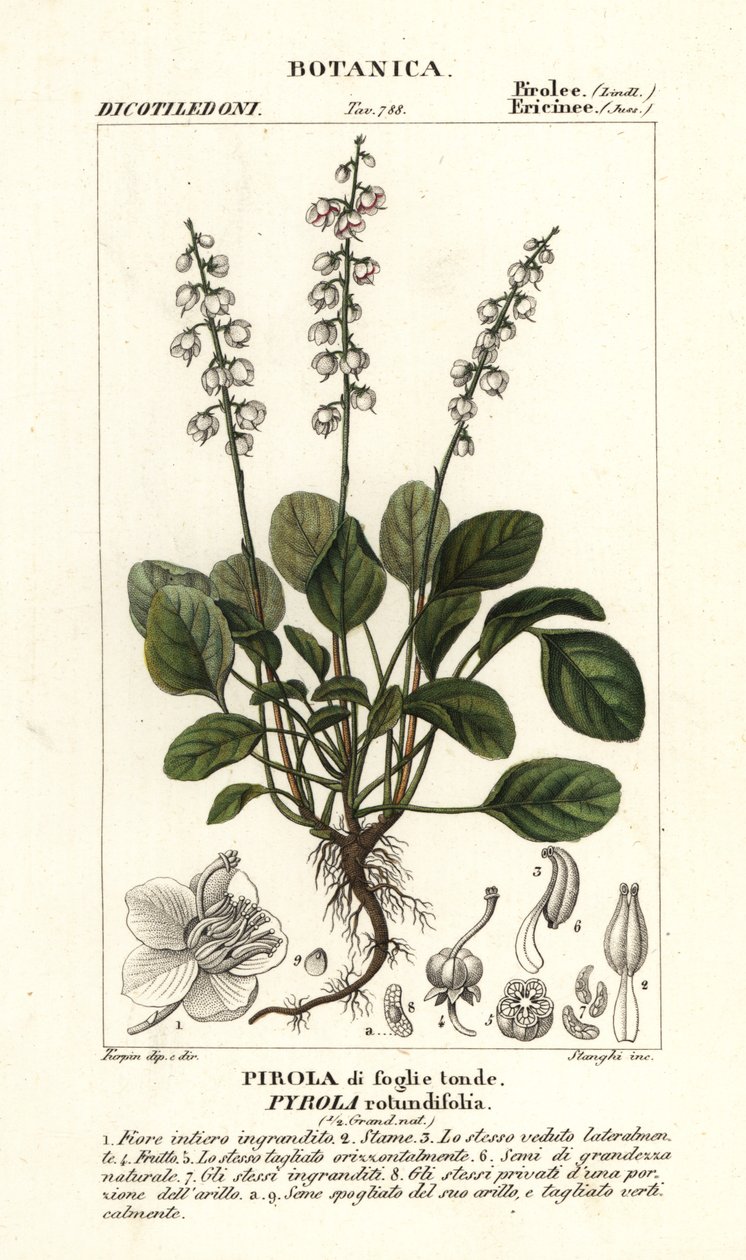 圆叶冬青，Pyrola rotundifolia 作者 stanghi stanghi