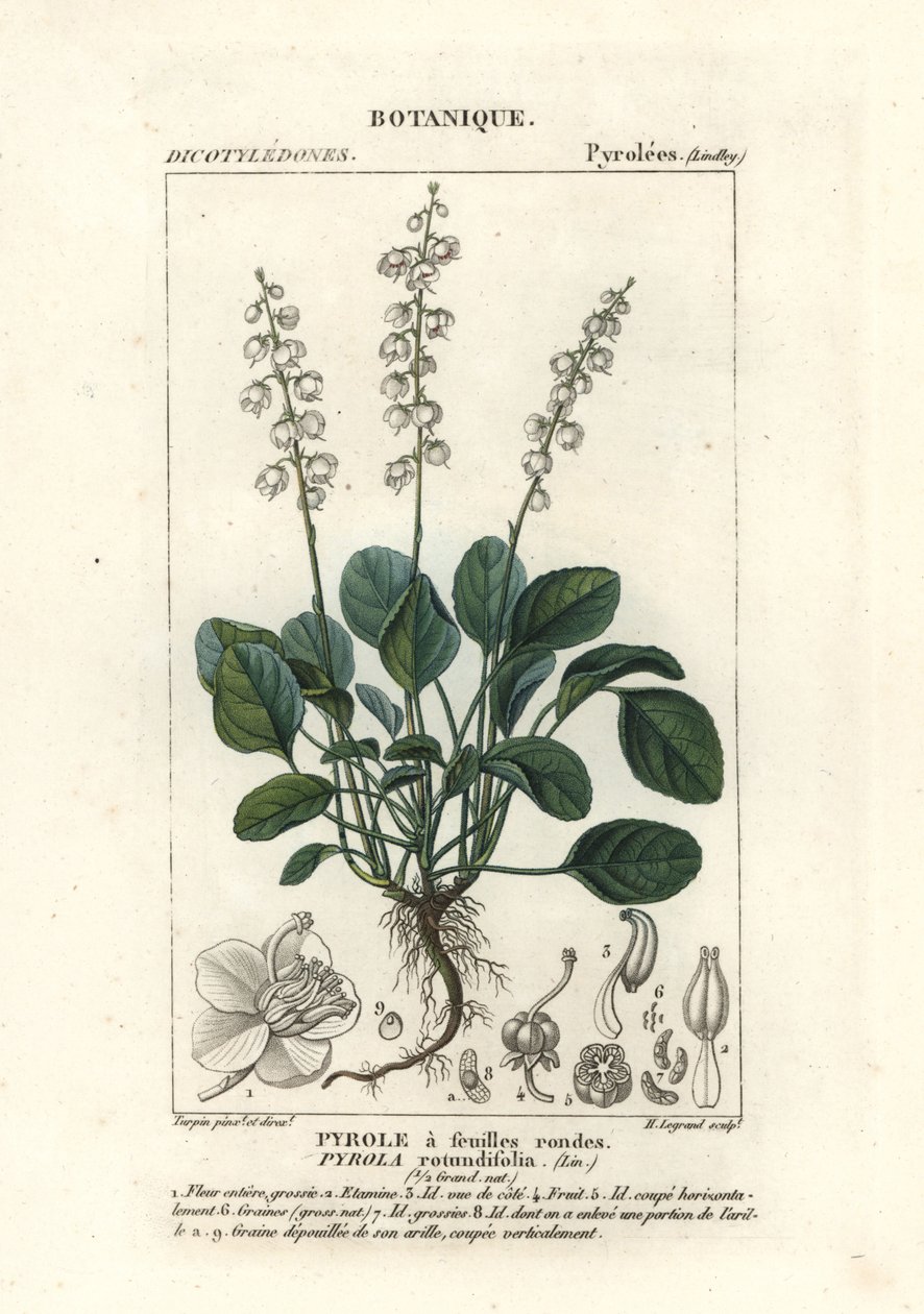 圆叶冬青，Pyrola rotundifolia 作者 stanghi stanghi