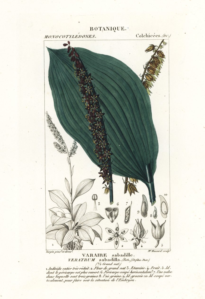 Sabadilla、Schoenocaulon officinale 作者 stanghi stanghi