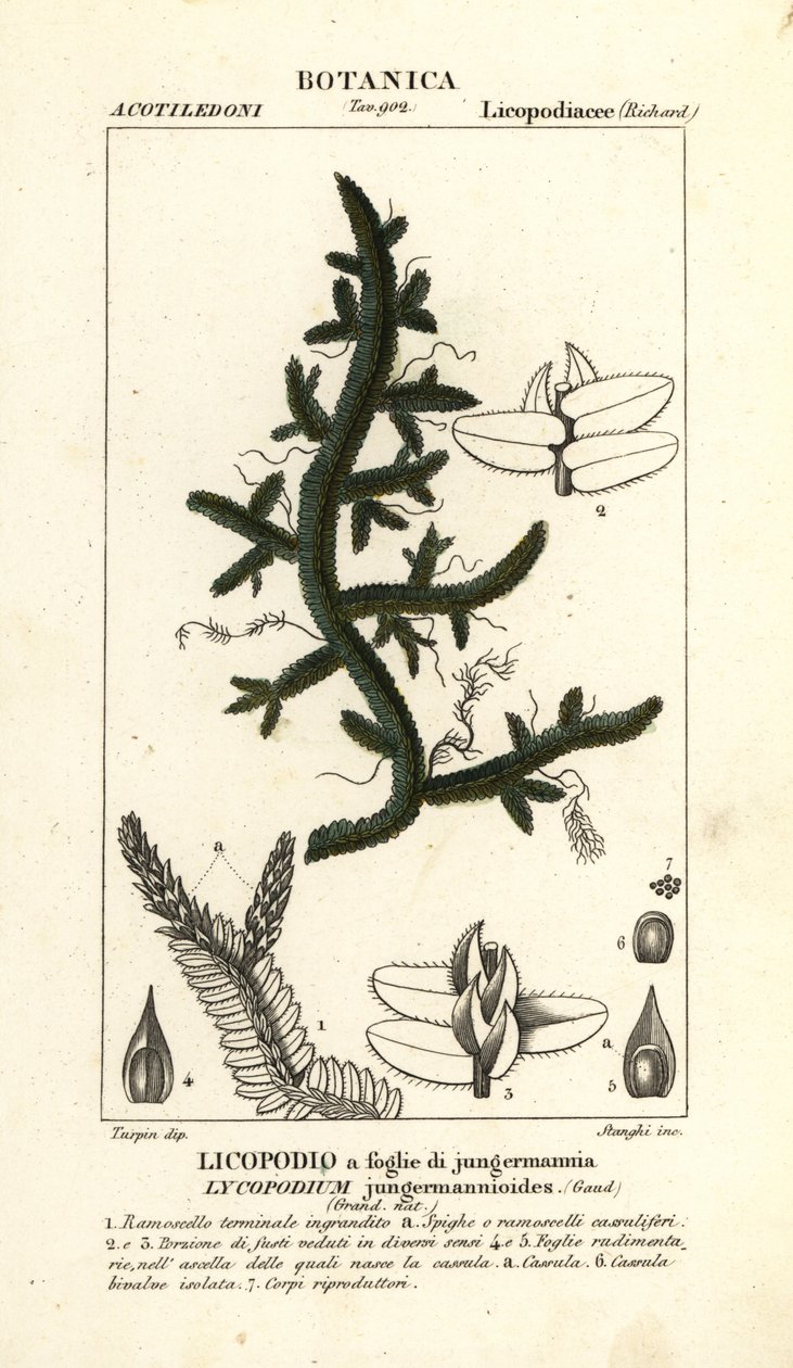 蕨类植物 作者 stanghi stanghi