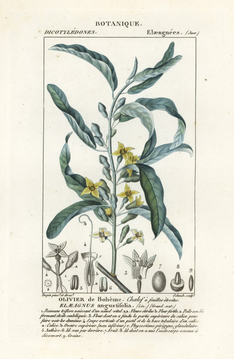 银浆果或油松，Elaeagnus angustifolia 作者 stanghi stanghi