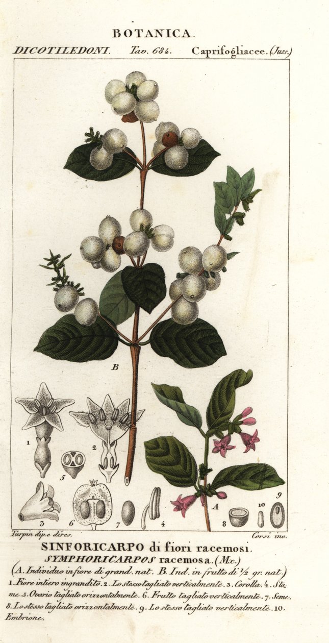 沙努贝里、香花 作者 stanghi stanghi