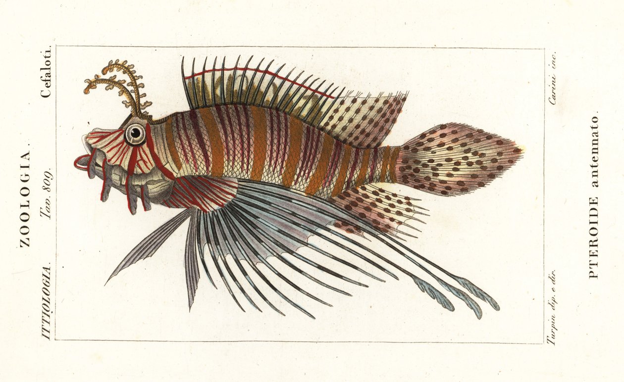 斑鳍狮子鱼、Pterois 触角 作者 stanghi stanghi