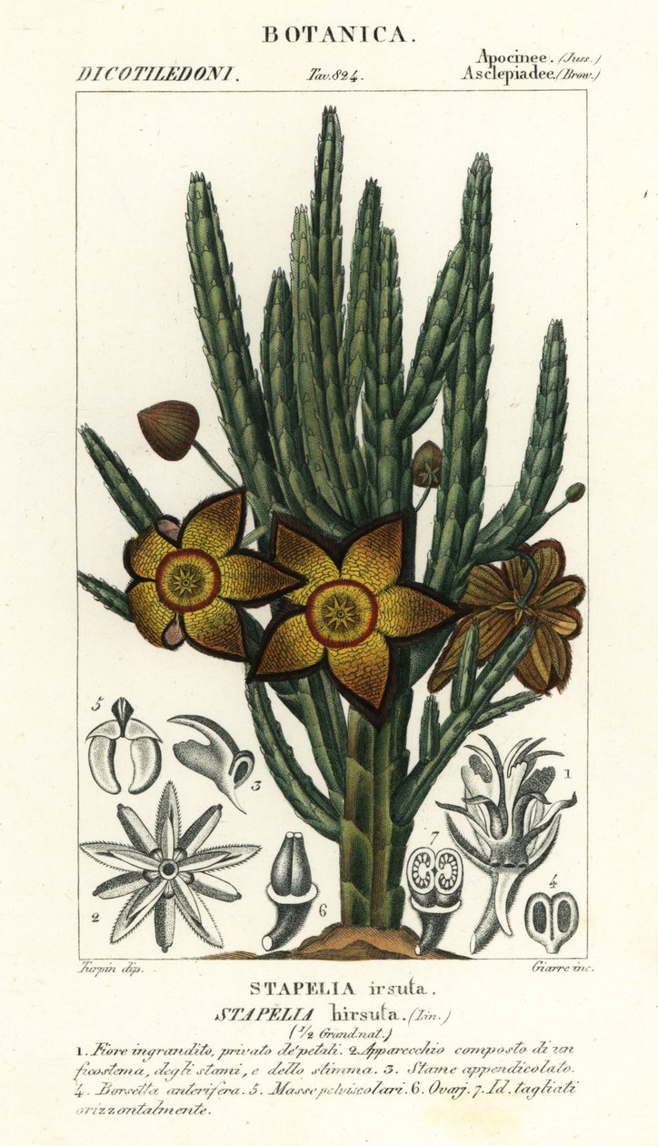 海星花或腐草，Stapelia hirsuta 作者 stanghi stanghi