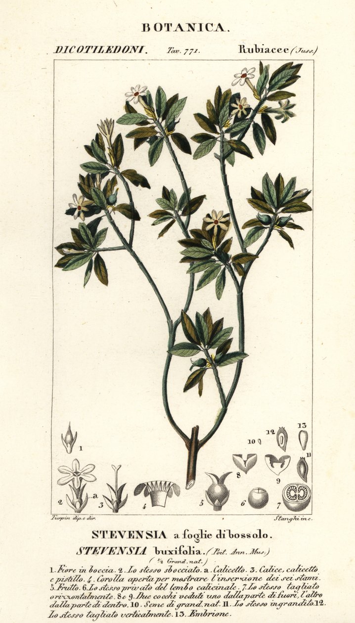 黄花 作者 stanghi stanghi