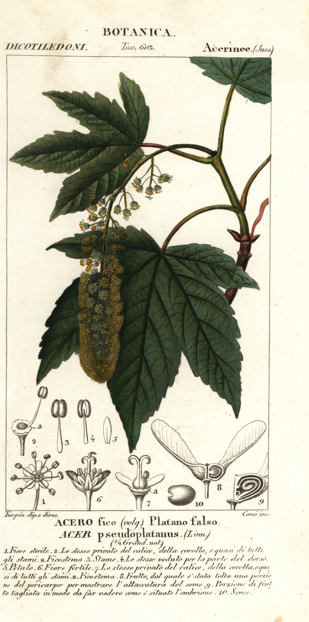 梧桐枫树或行星树枫树，Acer pseudoplatanus 作者 stanghi stanghi