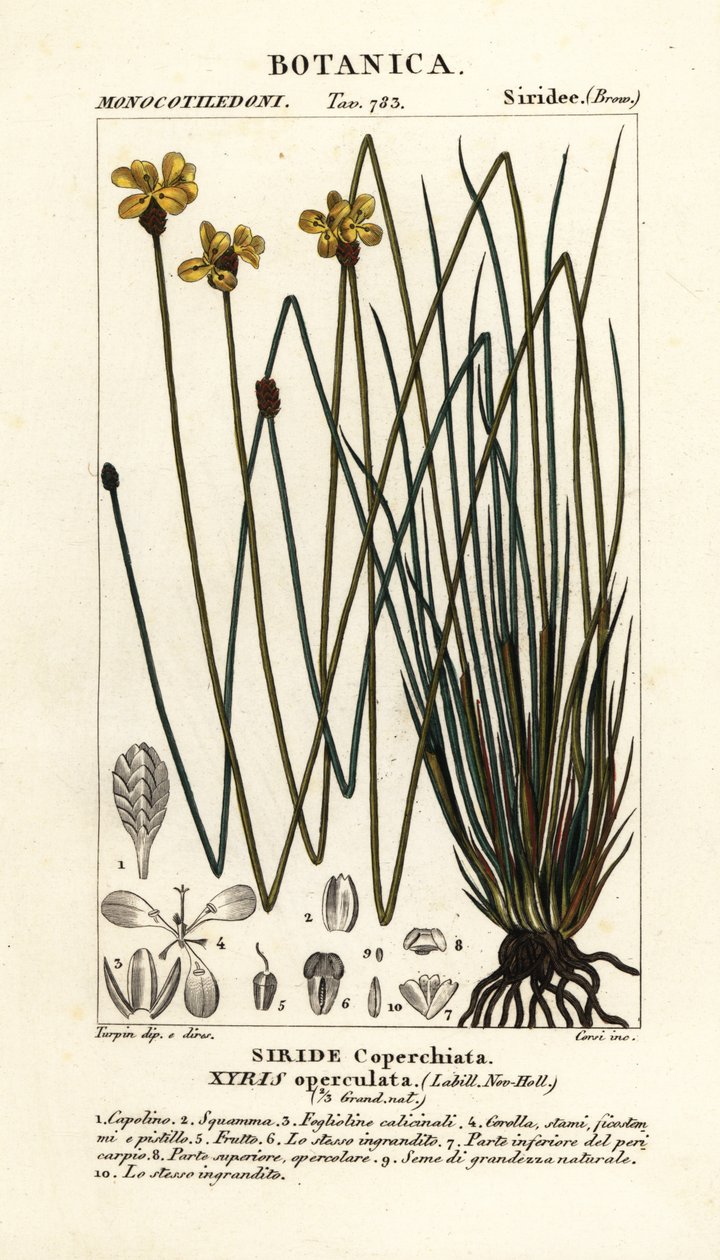 高黄眼 Xyris operculata 作者 stanghi stanghi