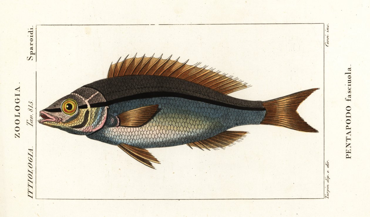 线鳍鳊，Pentapodus fasciuola 作者 stanghi stanghi