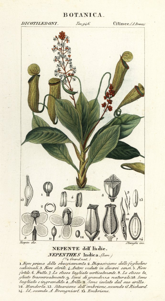 热带投手植物，Nepenthes distillatoria 作者 stanghi stanghi