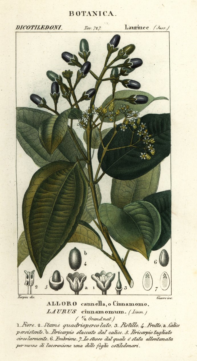 真桂树 作者 stanghi stanghi