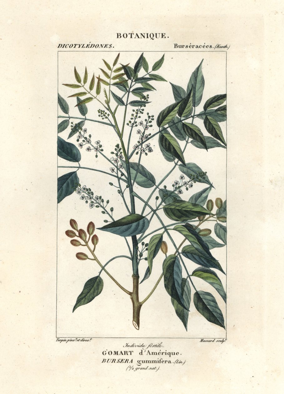 松节油树，Bursera simaruba 作者 stanghi stanghi