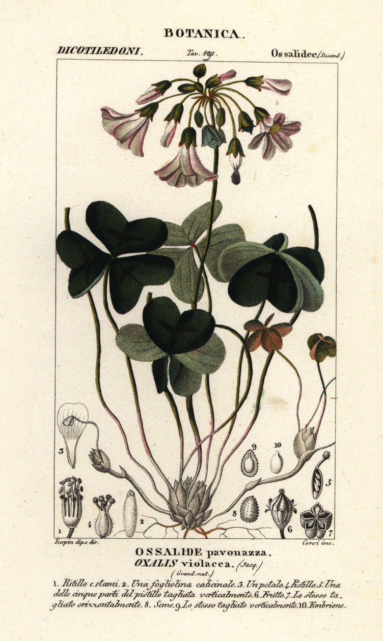 紫酢浆草、Oxalis violacea 作者 stanghi stanghi