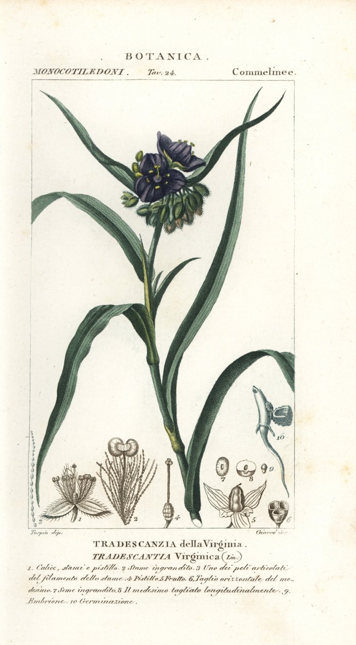 弗吉尼亚紫露草，Tradescantia virginiana 作者 stanghi stanghi