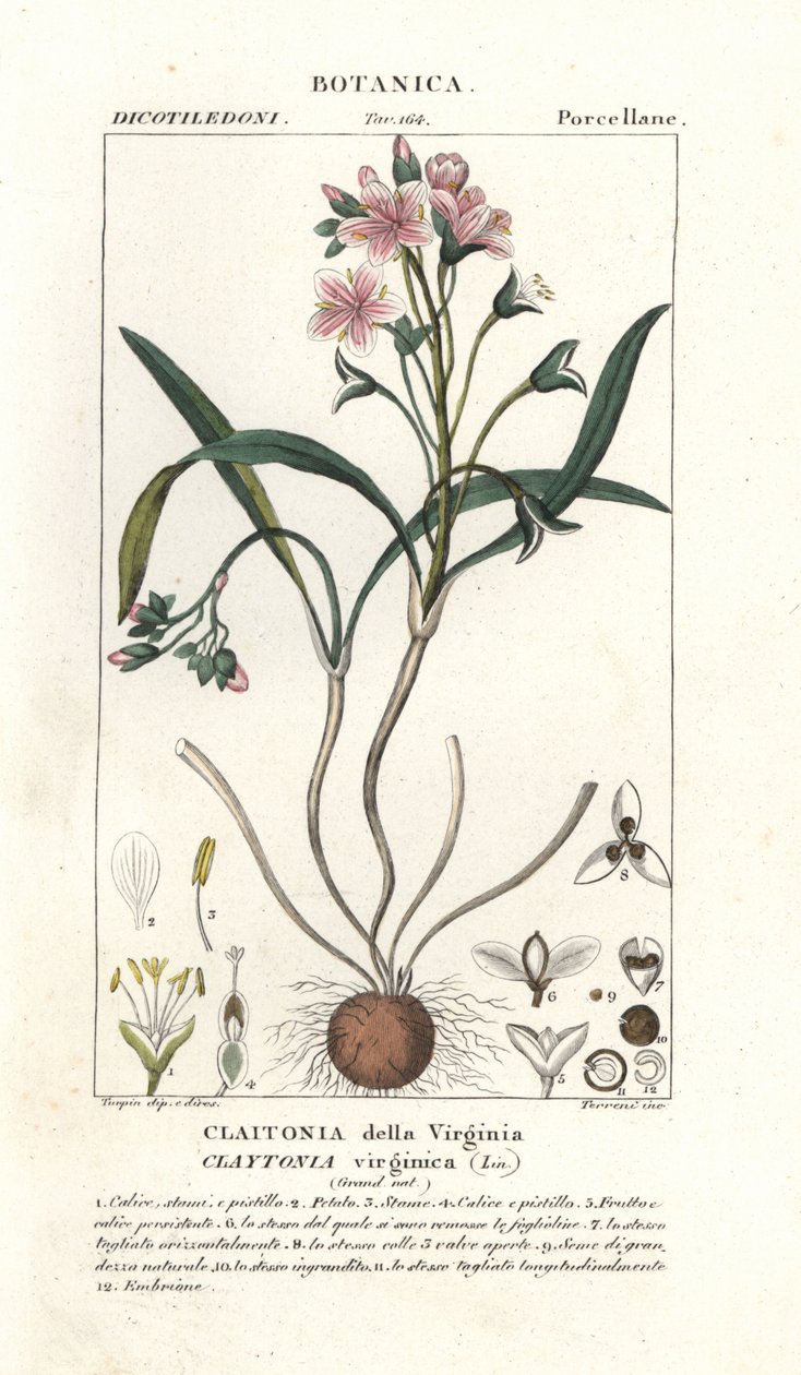 弗吉尼亚春美，Claytonia virginica 作者 stanghi stanghi