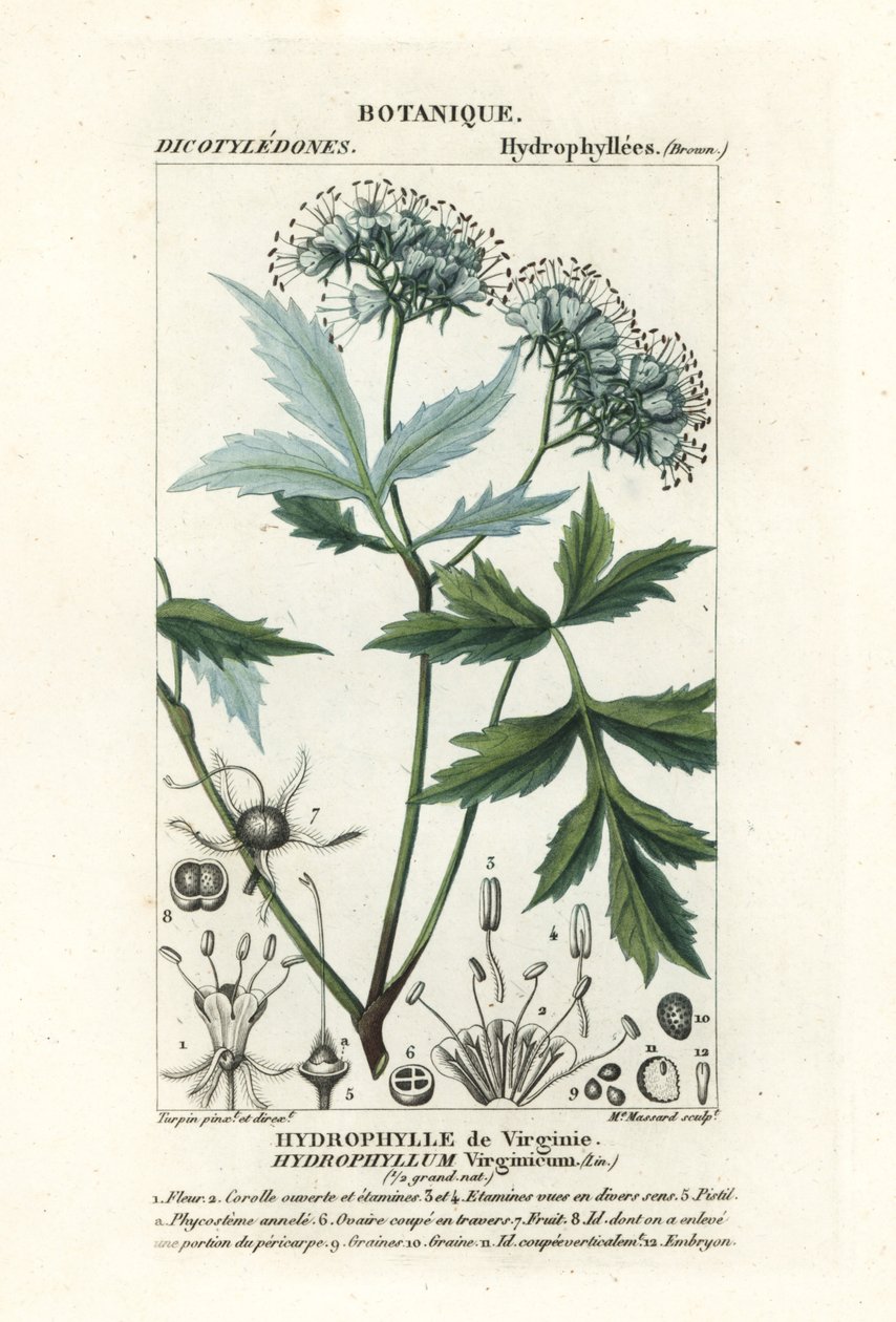 弗吉尼亚水叶、Hydrophyllum virginianum 作者 stanghi stanghi