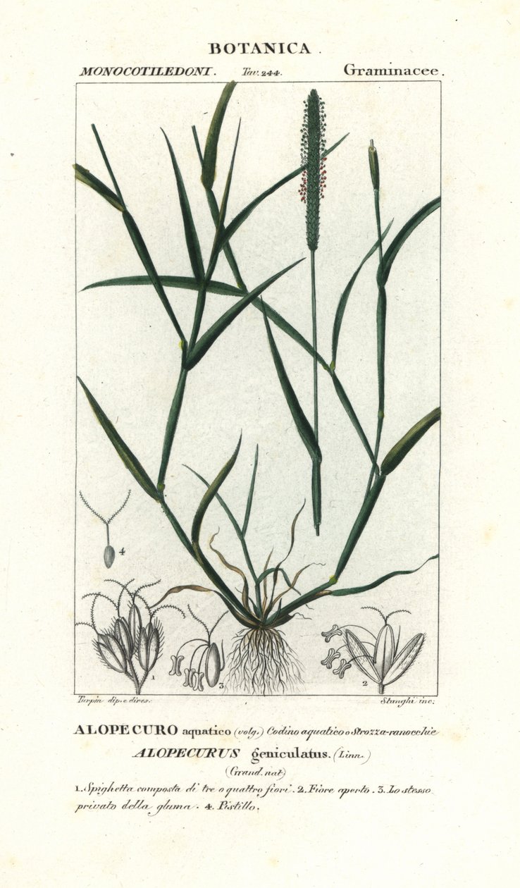 水狐尾草 (Alopecurus geniculatus) 作者 stanghi stanghi