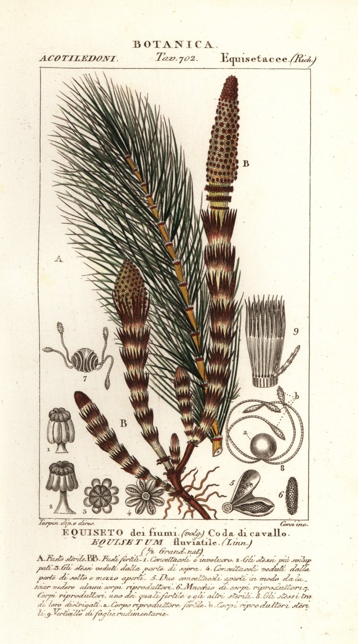 水木贼，Equisetum Fluviatile 作者 stanghi stanghi