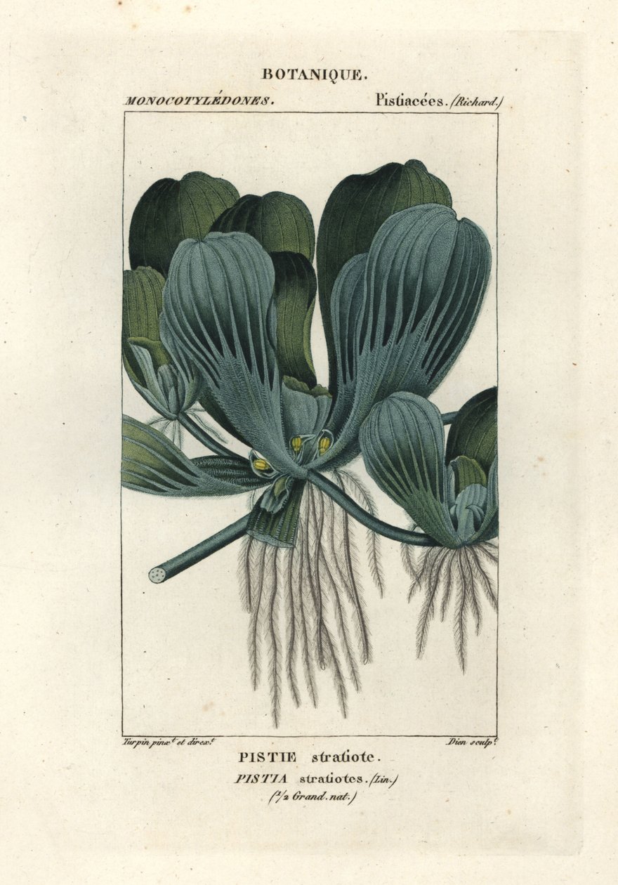 水莴苣或尼罗河卷心菜，Pistia stratiotes 作者 stanghi stanghi