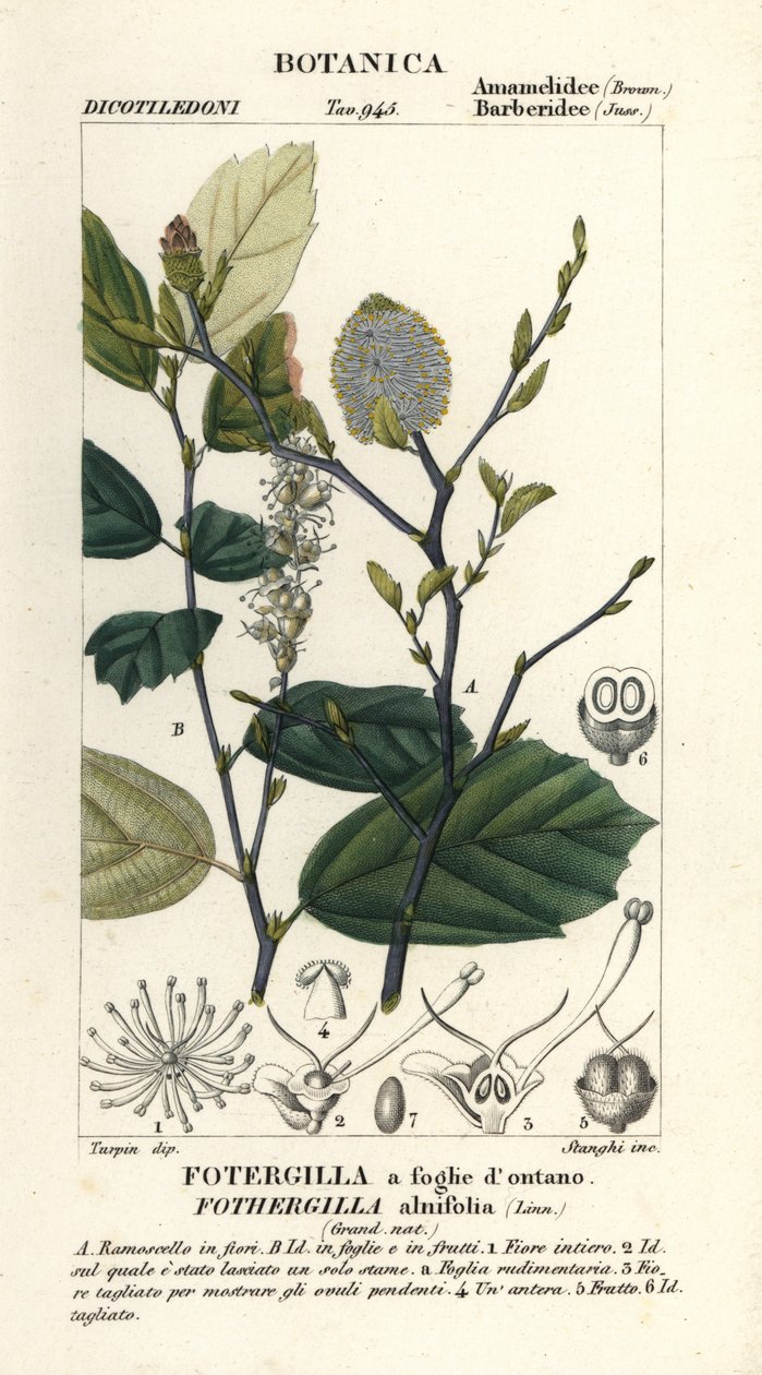 女巫长老 Fothergillagardenii 作者 stanghi stanghi