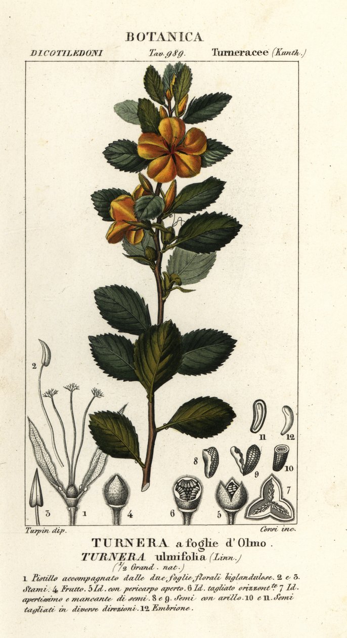 黄桤树，Turnera ulmifolia 作者 stanghi stanghi