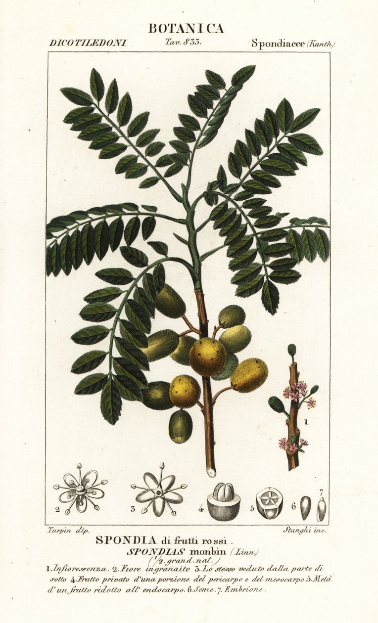 黄梅（Spondias monbin 作者 stanghi stanghi