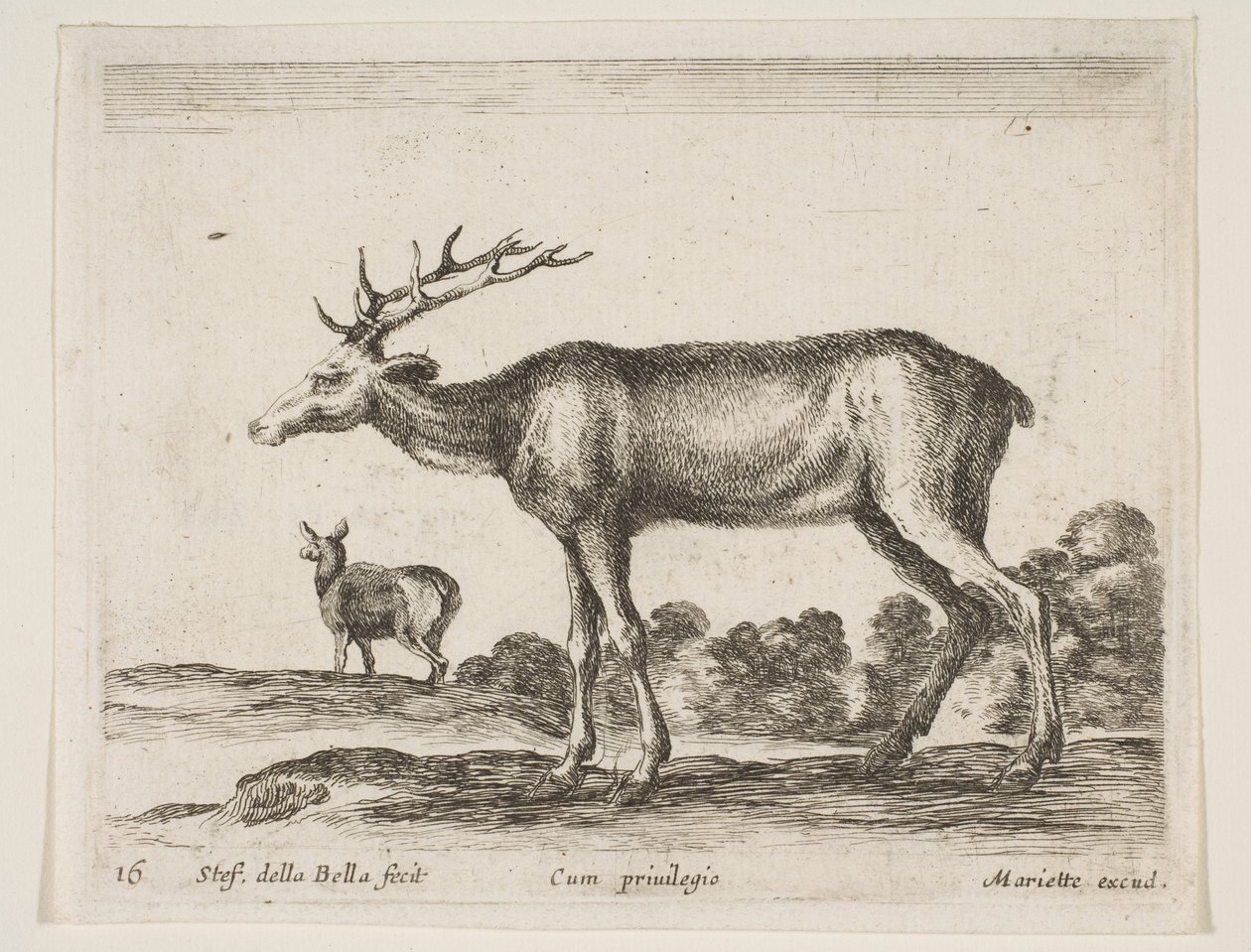 图16：雄鹿，来自各种动物Diversi animali，ca。 1641。 作者 斯蒂法诺·德拉·贝拉