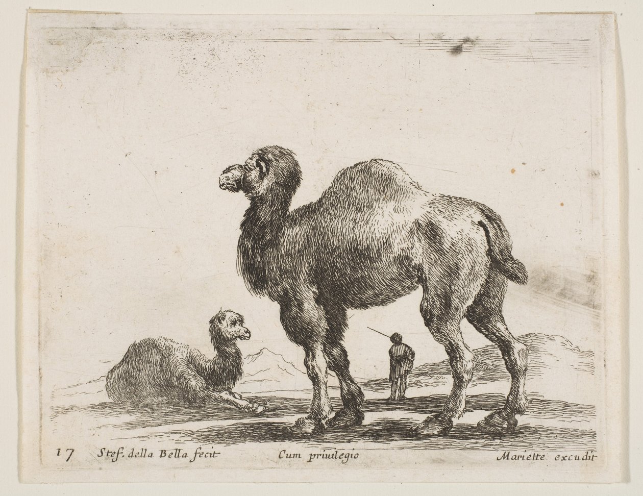 图17：骆驼，来自各种动物Diversi animali，ca。 1641。 作者 斯蒂法诺·德拉·贝拉