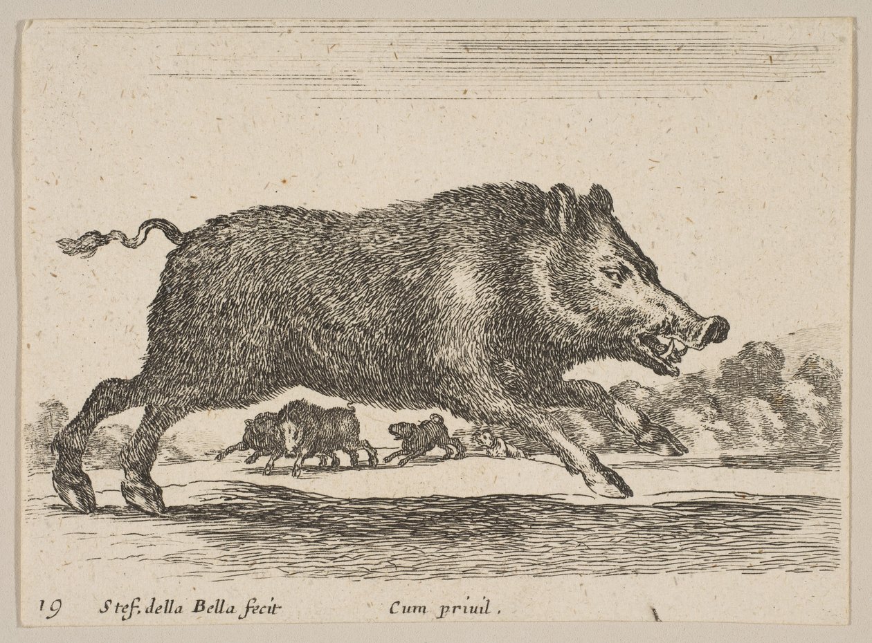 图19：野猪，来自各种动物Diversi animali，ca。 1641。 作者 斯蒂法诺·德拉·贝拉