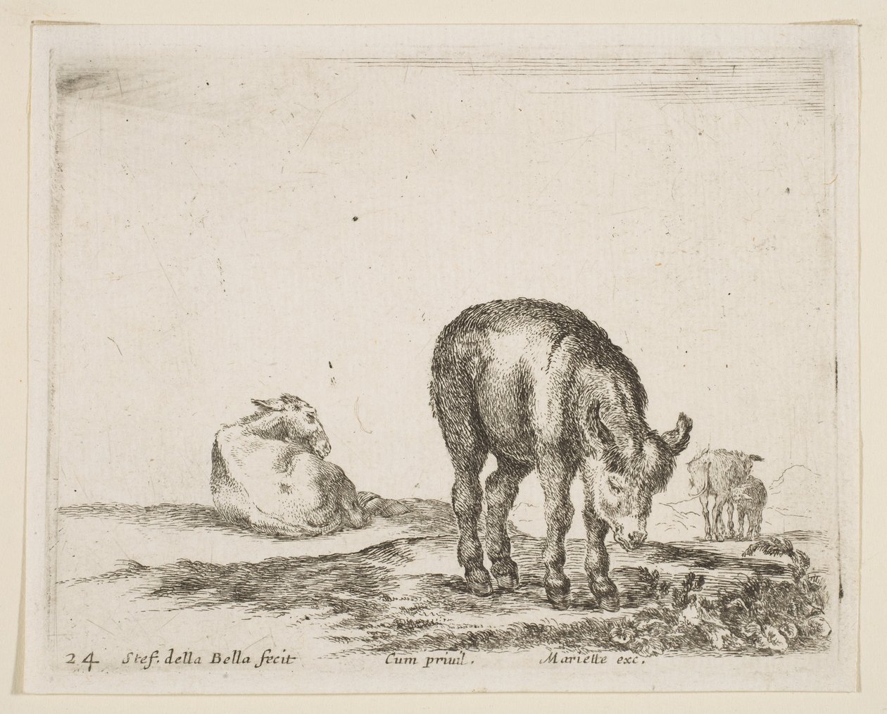 图24：驴，来自各种动物Diversi animali，ca. 1641。 作者 斯蒂法诺·德拉·贝拉