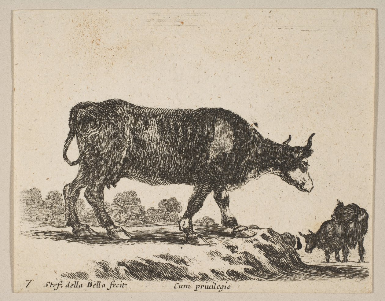 图7：牛，来自各种动物Diversi animali，ca。 1641。 作者 斯蒂法诺·德拉·贝拉