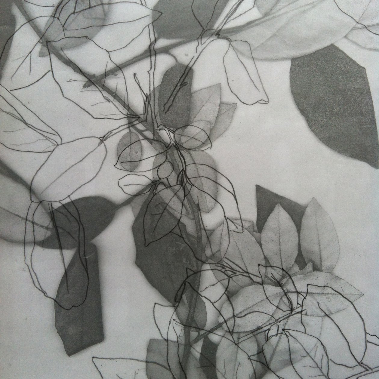 植物学》，2014 年（数字） 作者 史蒂芬·道