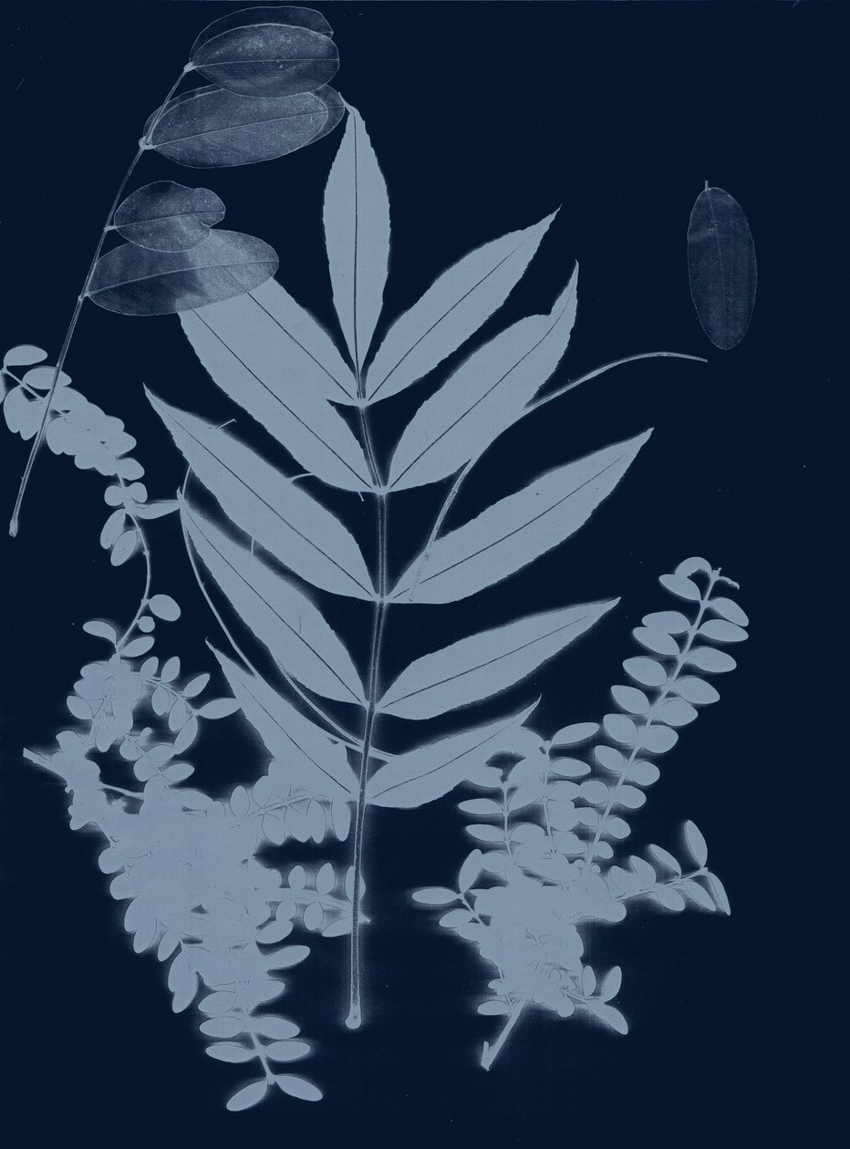 青叶 01，2017 （数字） 作者 史蒂芬·道